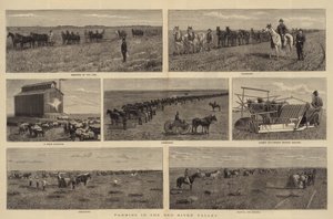 الزراعة في وادي النهر الأحمر